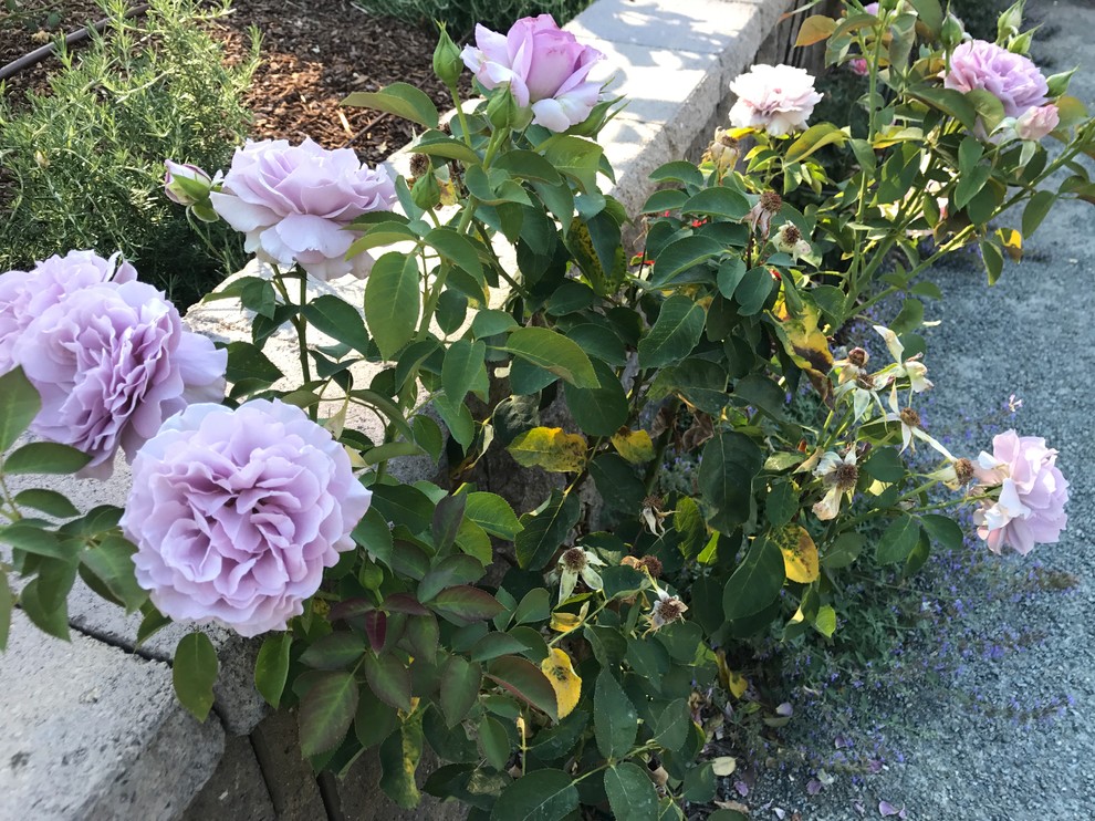 Love Song rose tree needs some help