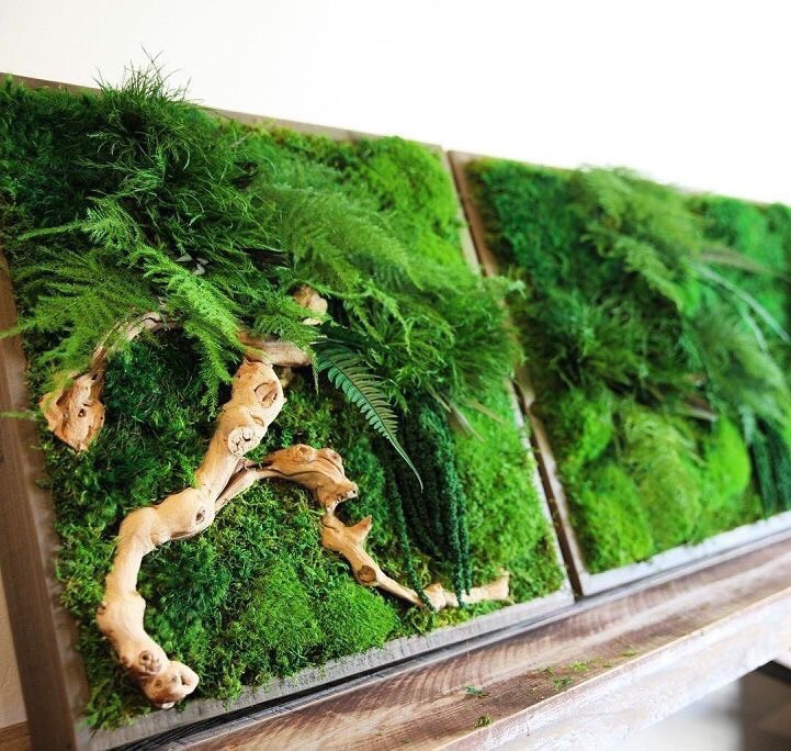 Мох и стабилизированные растения