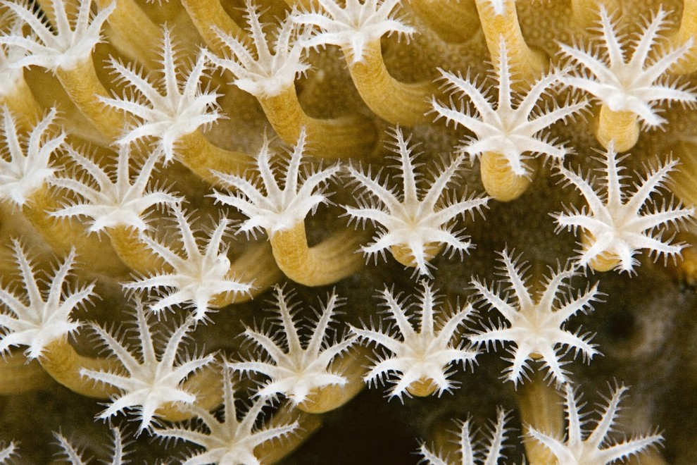 Close Up Of Leather Coral Polyps (Sarcophyton Sp); Malaysia Print