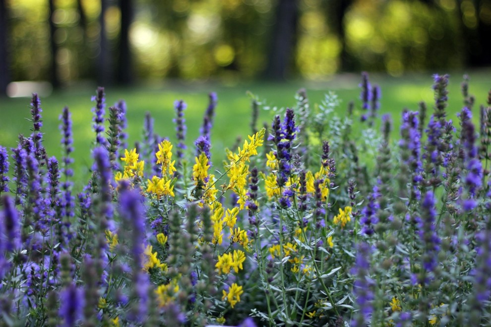 Ландшафт. Цветник в ГБС Москвы (по заказу ландшафтной компании «Формула Сада»)