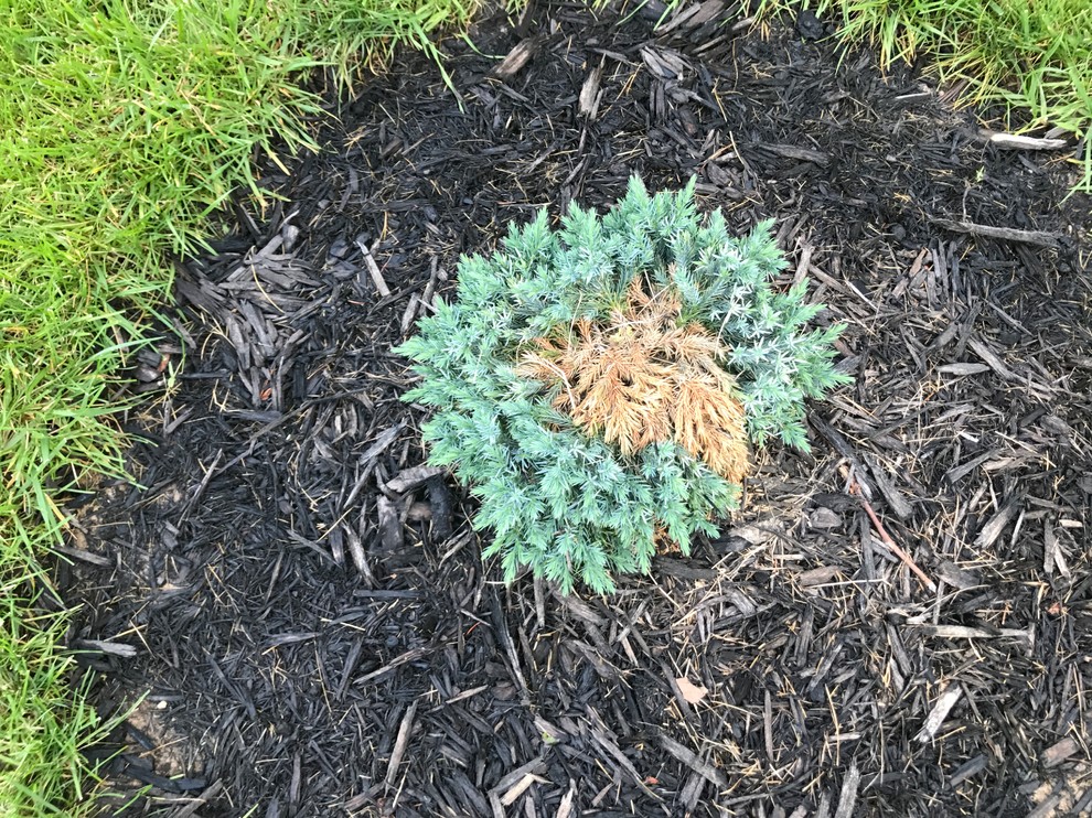 Dying evergreen shrubs??