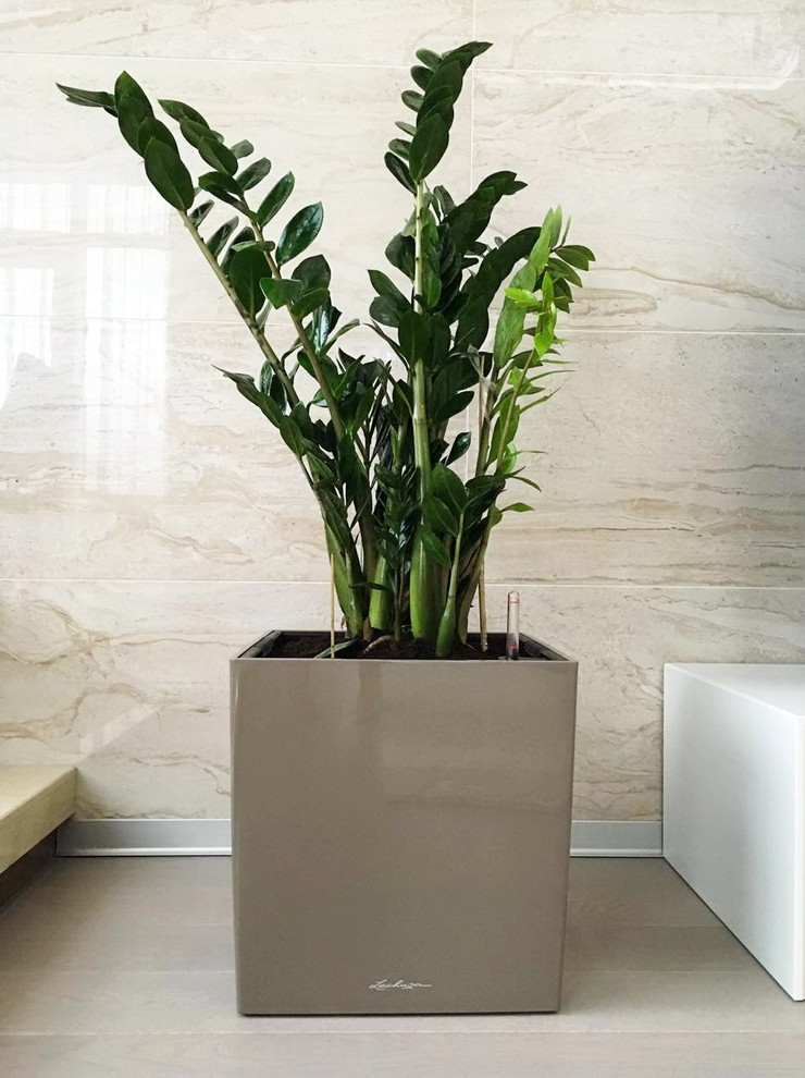 Озеленение частных квартир