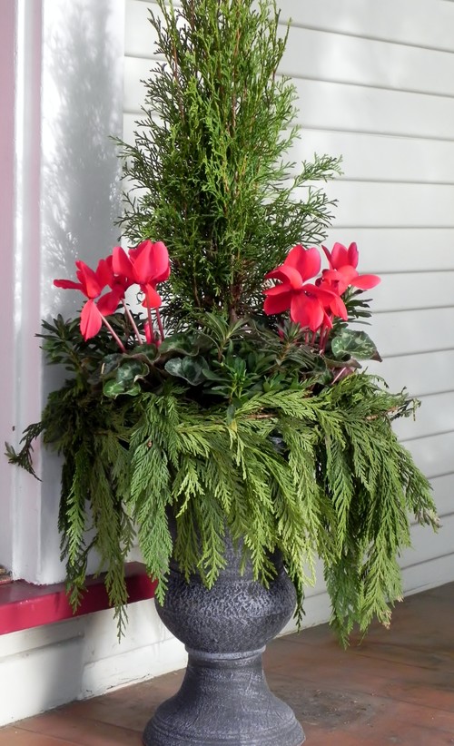 8 Festive Ideas for Winter Container Gardens