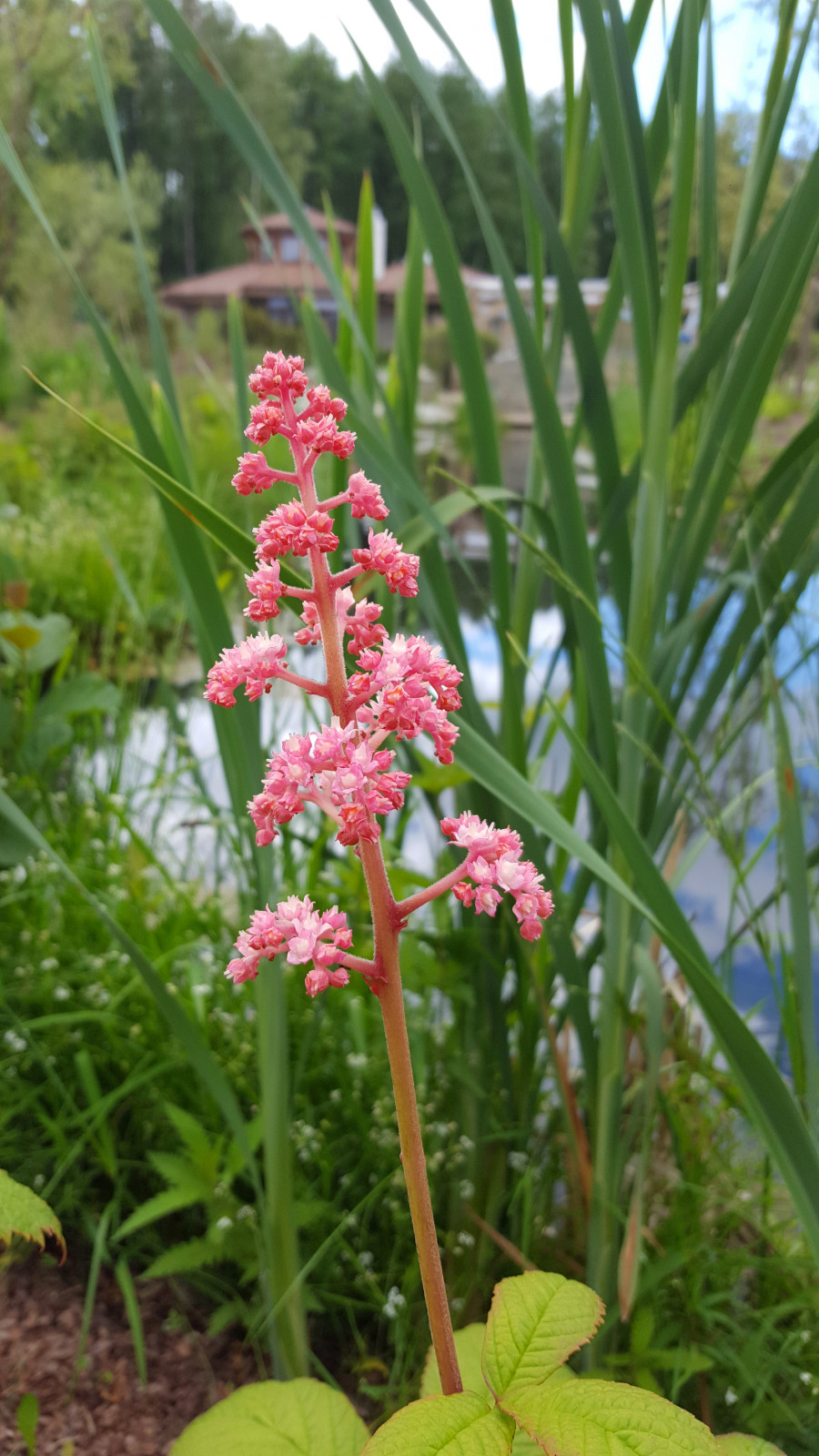 Цветники и композиции крупным планом