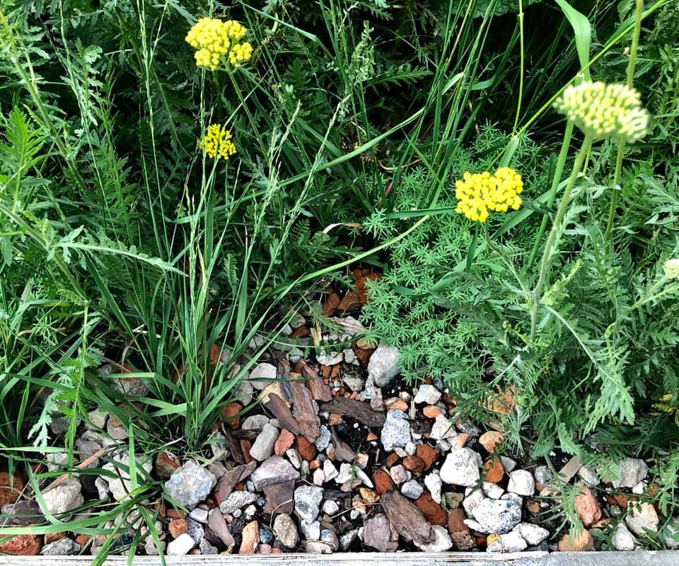 Выше крыши. Цветочный джем