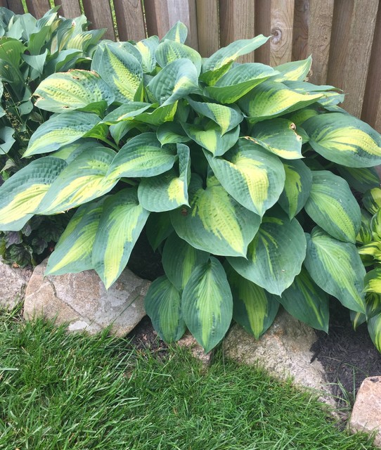 hosta 
