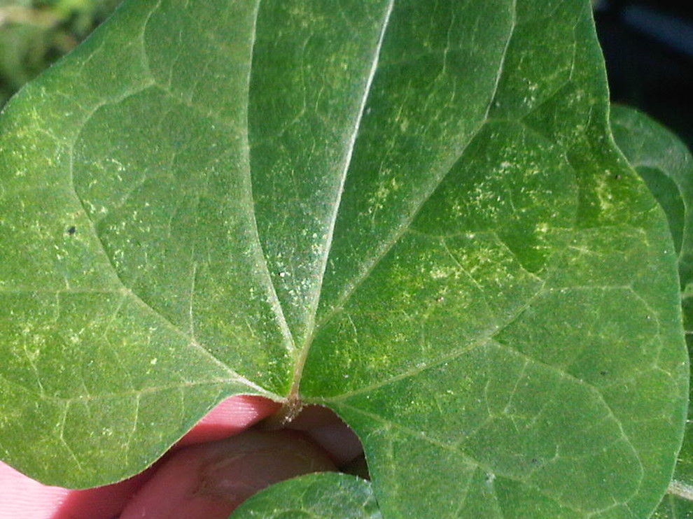 leaf disorder