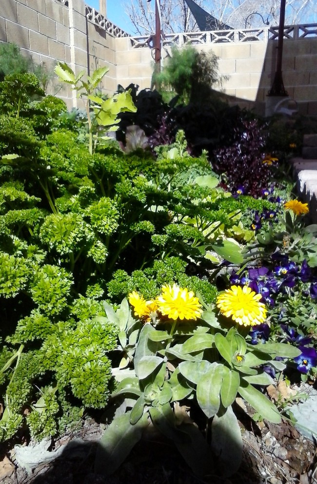 Winter Vegetable Garden Las Vegas by Perennial Garden Consultants