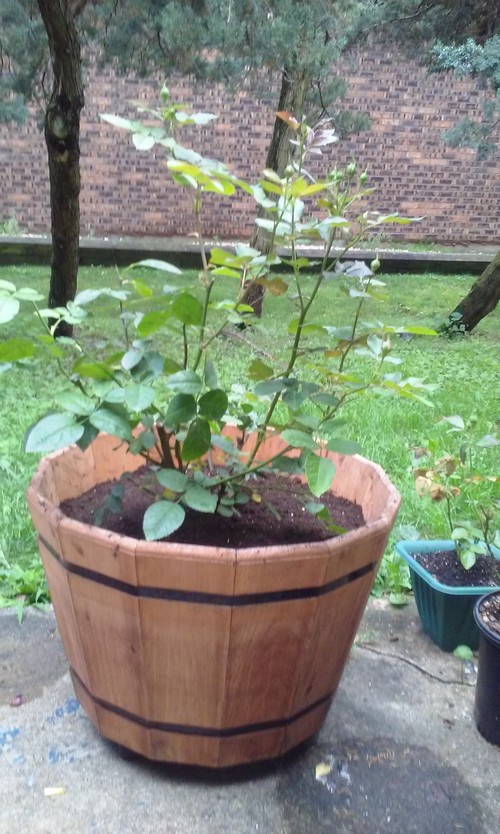 Is Twilight Zone an Improvement over Ebb Tide?