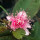 Last commented by Midwestfruitjungle