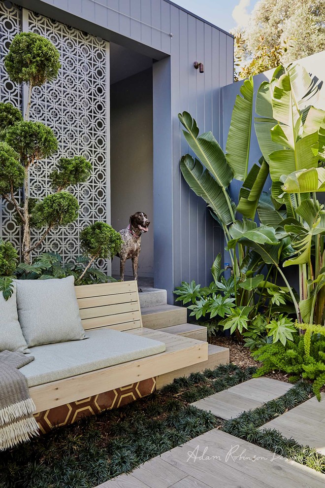Inspiration for a small contemporary courtyard formal garden in Sydney with a garden path.