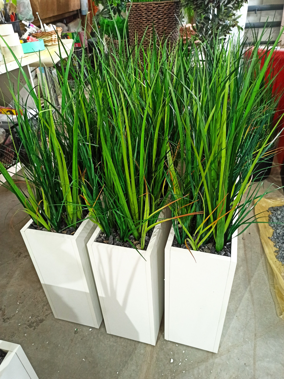 Трава осока (контейнерное озеленение)