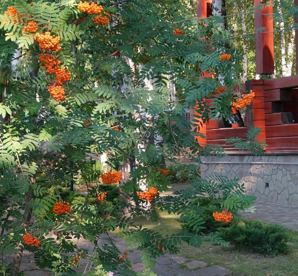 "Березовая роща". Сад в Чеховском районе Московской области, 10 соток.