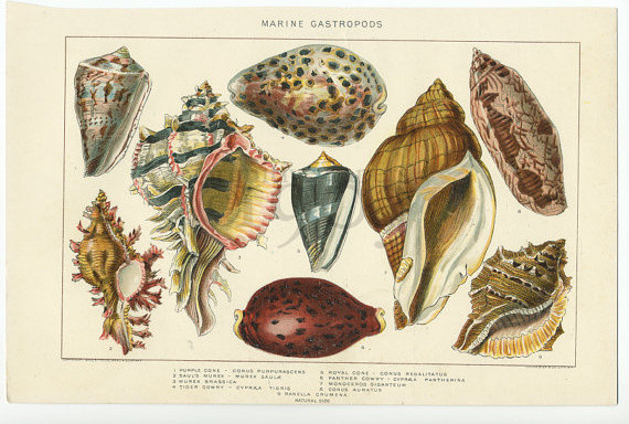 Marine Gastropods Vintage Botanical Color Plate by Primitive Papers 1903