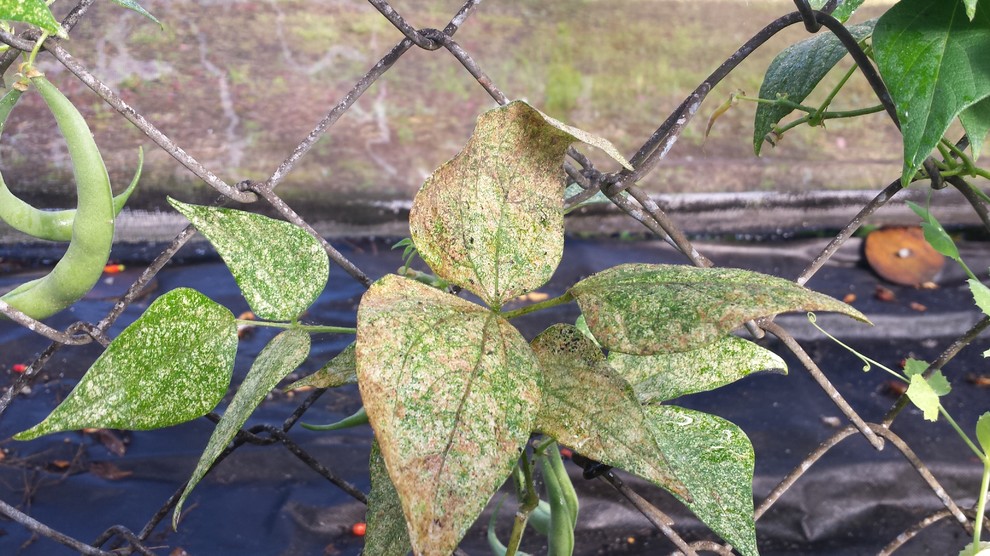 yellowing bean leaves