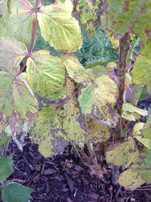 Raspberry Common Defects Names Diagnose Raspberry Problem