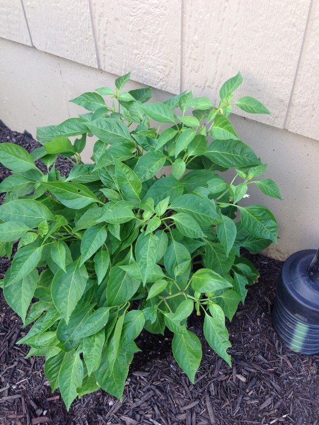 Planting, Growing, and Harvesting Bell Peppers - 16 Acres Garden Center