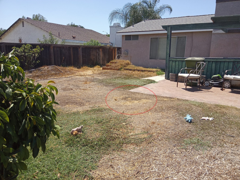 Looking for tree options