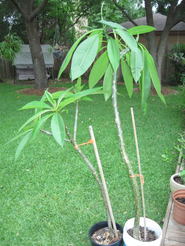 plumeria-s-too-tall-when-how-to-cut-it