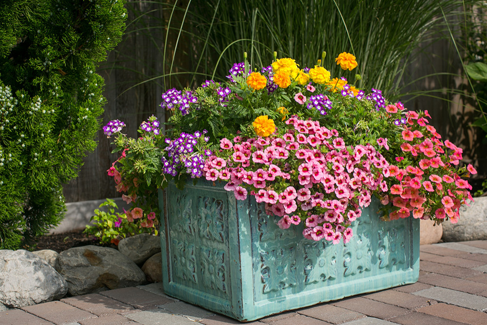 Potted Gardens