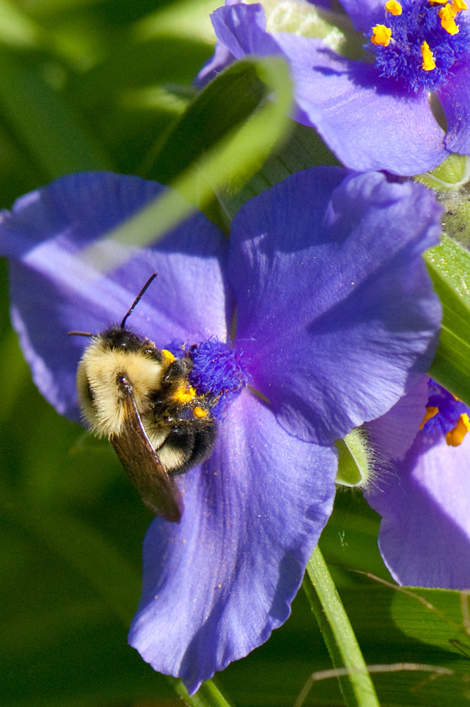 Great Design Plant: Tradescantia Ohiensis Adds Shades of Blue