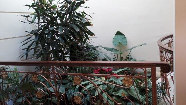 В доме не только снаружи, но и внутри много зелени..