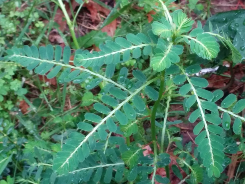 What weed is this? This is taking over my yard