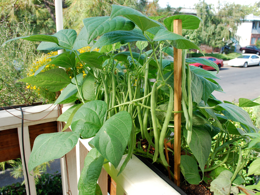 This is an example of an eclectic deck in San Francisco.