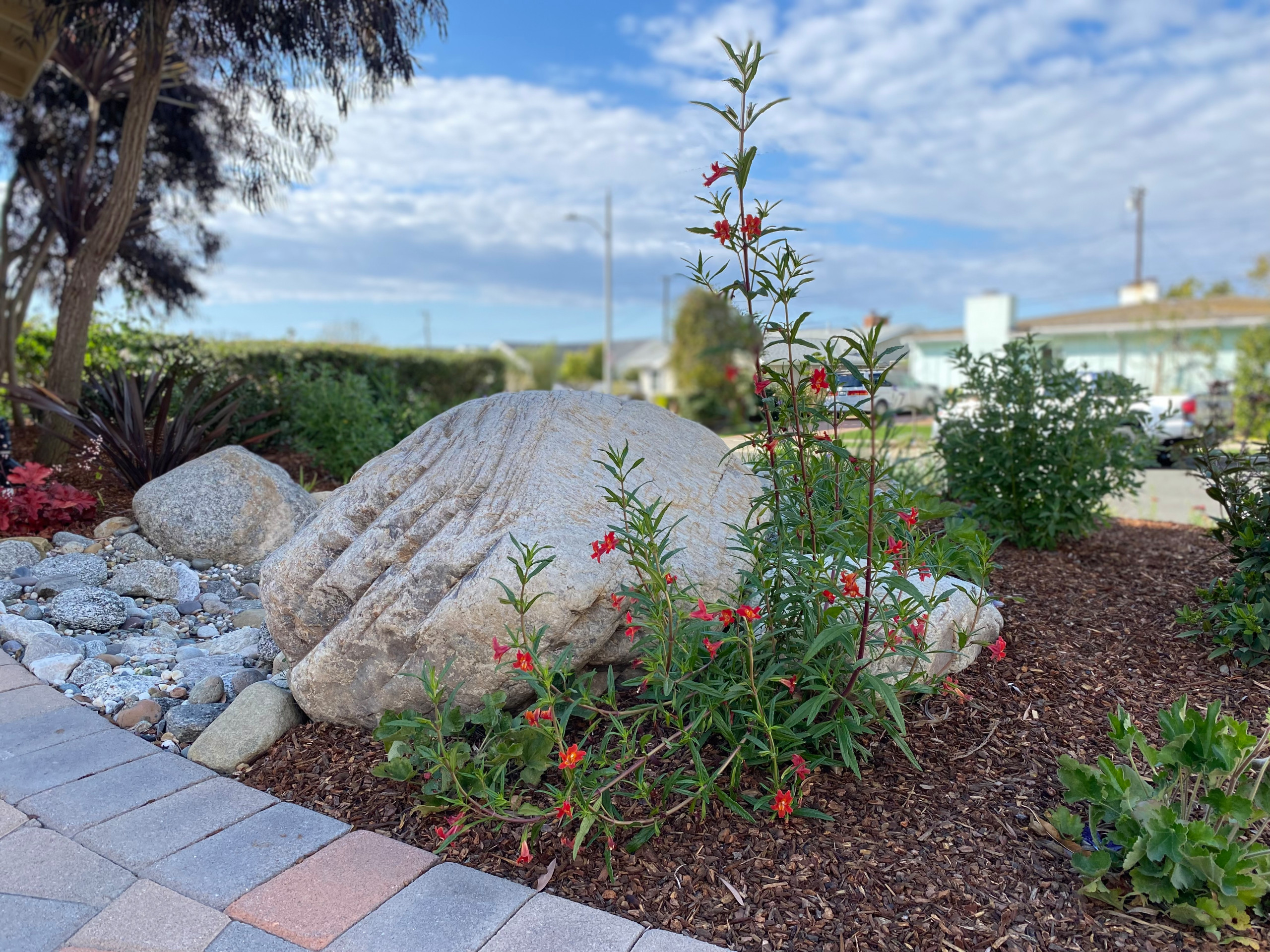 Torrance Hollywood Riviera Bee Friendly Ecological Garden