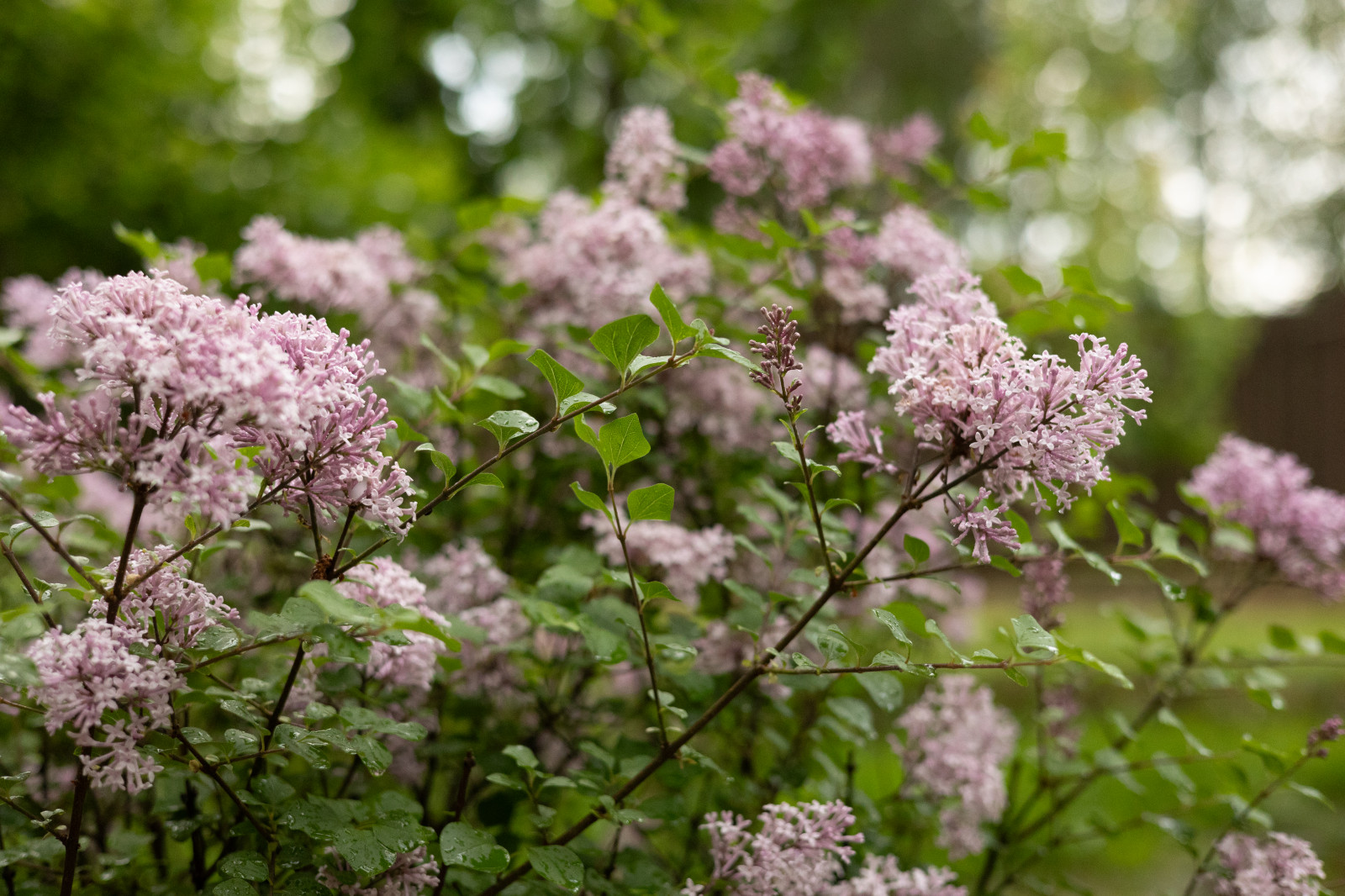 Лесной пейзаж