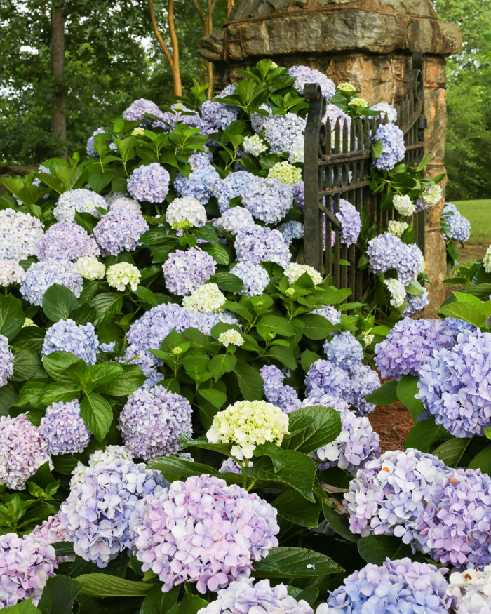 Dear Dolores Hydrangea Hydrangea Macrophylla Hm2 Dear Dolores Miami By Southern Living Plant Collection Houzz