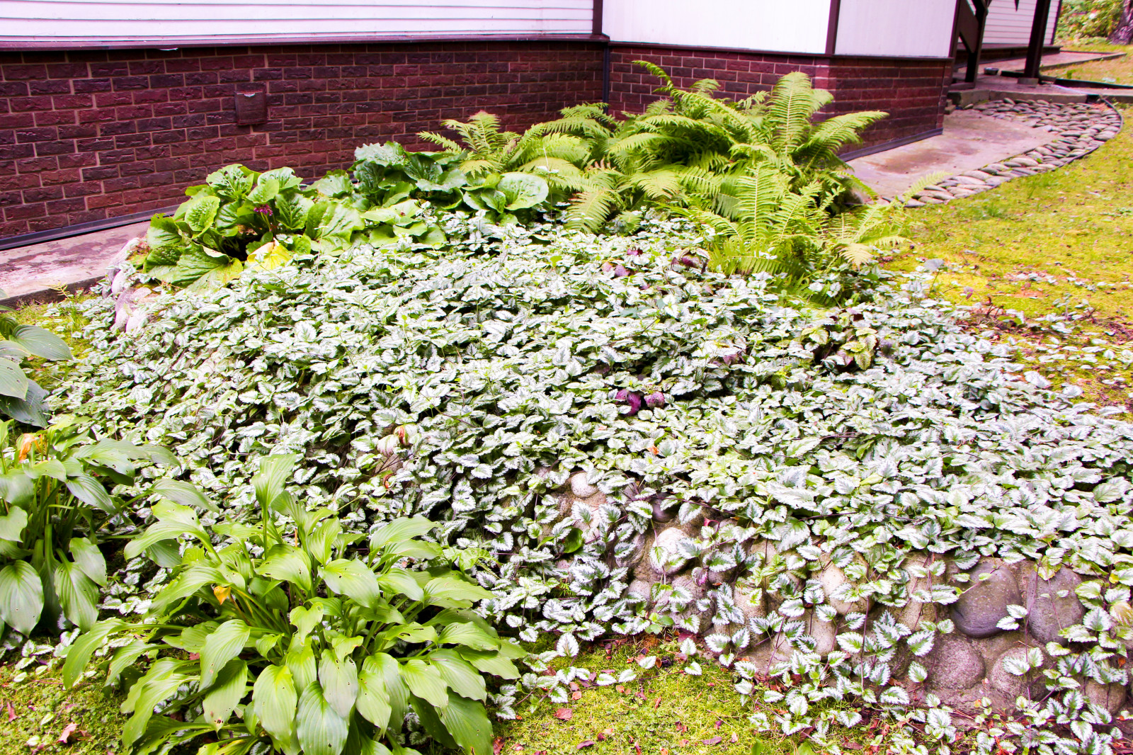 Баковка, 2018 г.