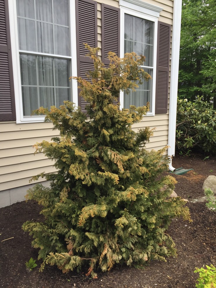 Hinoki Cypress turning brown & brittle. Any suggestions?