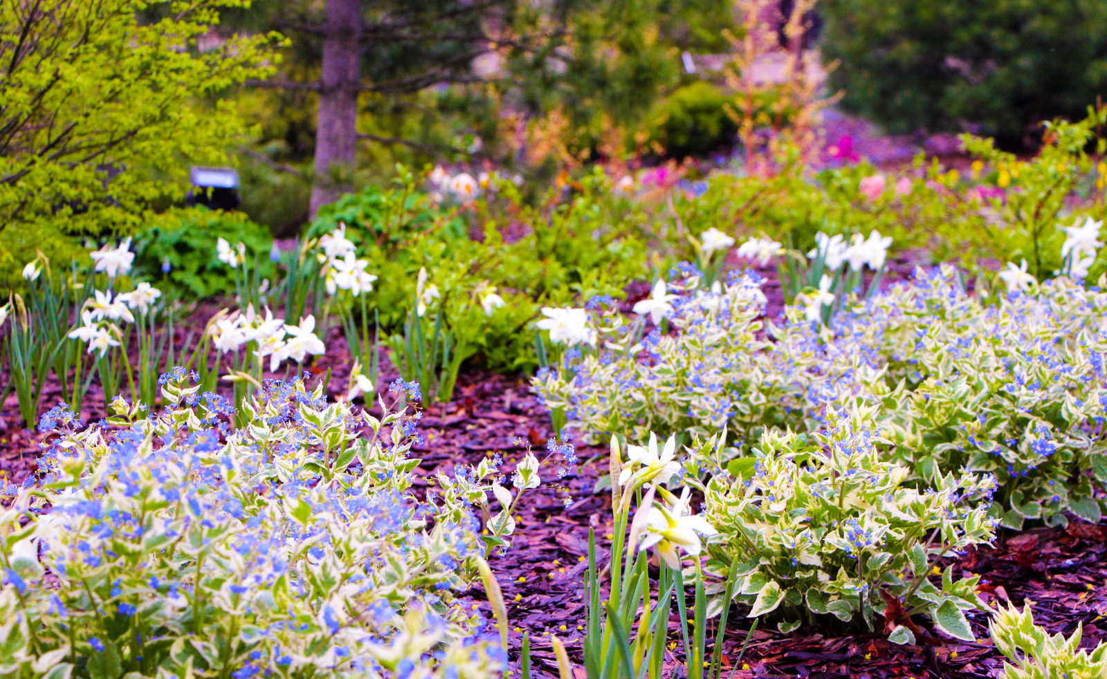 Горки-10, 2017-2020 г.г.