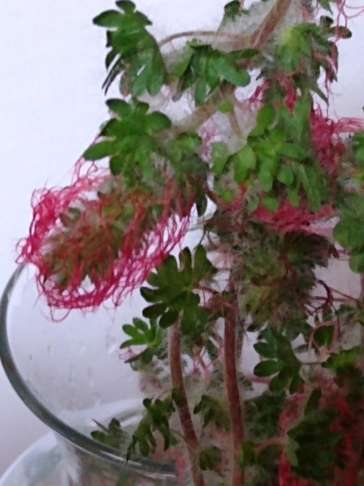 wild flower  Texas Wild Flower ID Please  | Houzz Forum