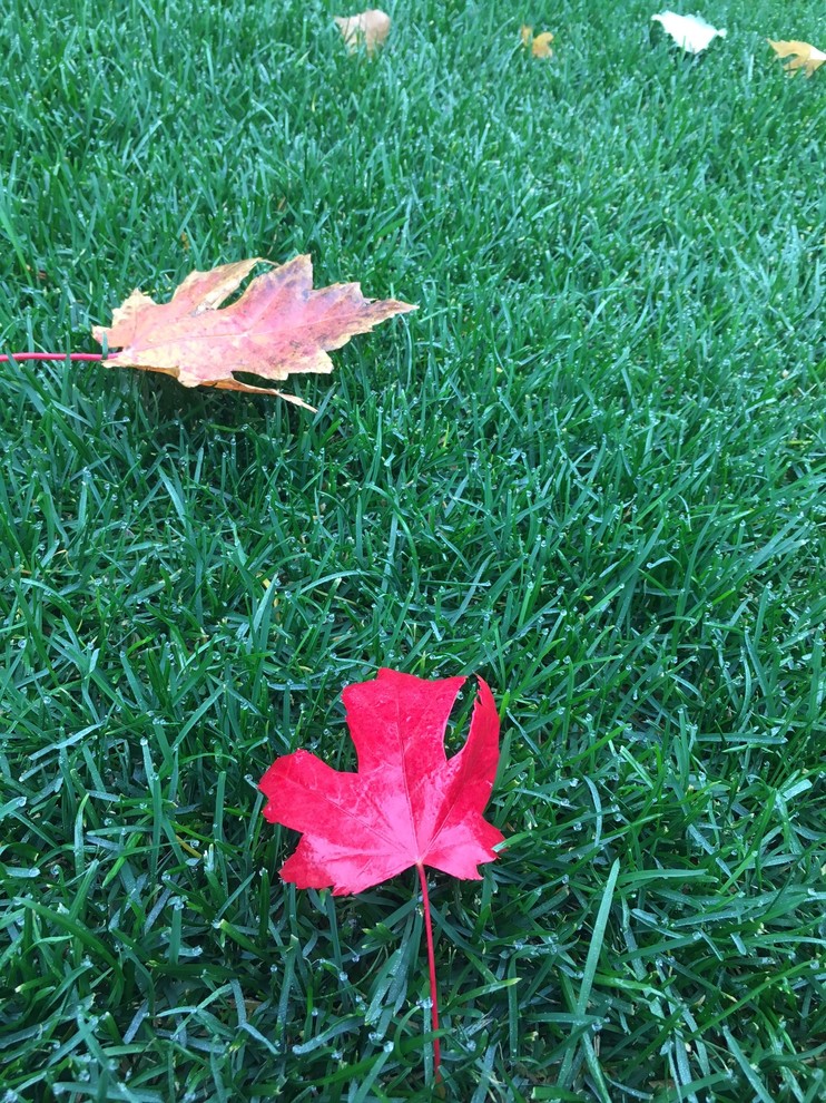 Сад в большом городе...