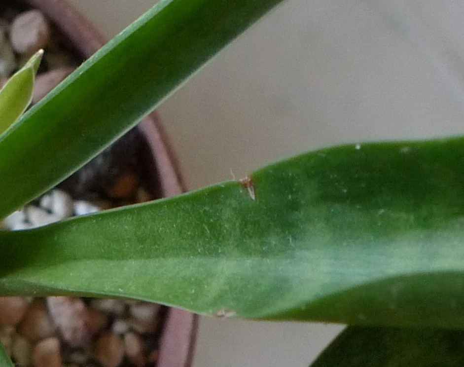 Sansevieria dooneri: brownish stains on leaf edges | Houzz Forum