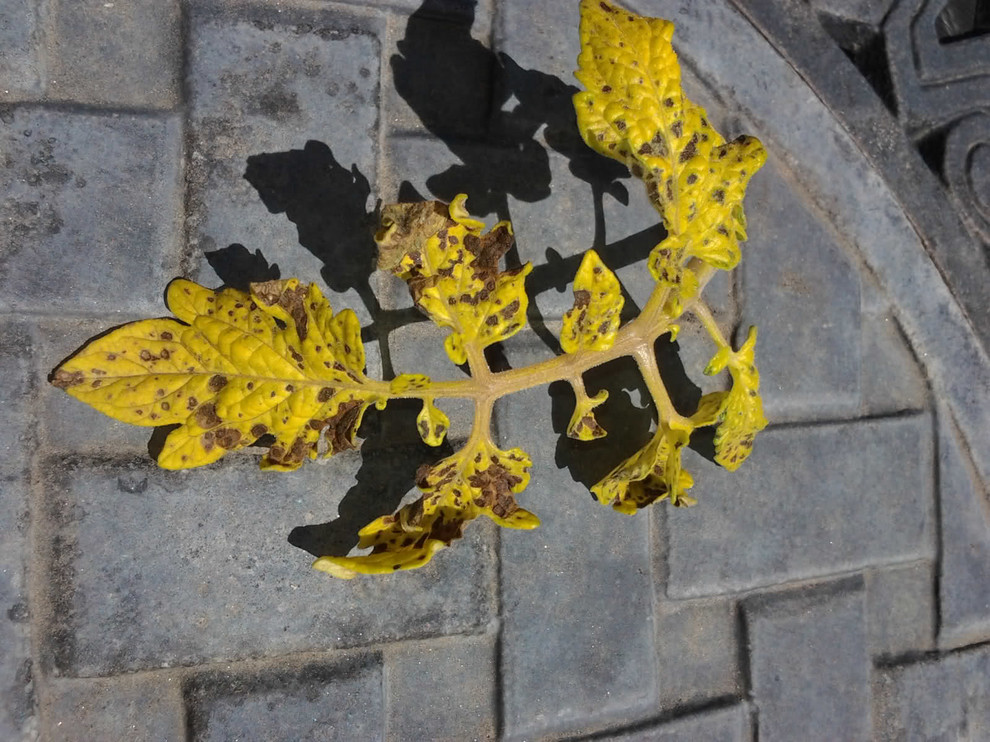 yellow leaves with brown spots
