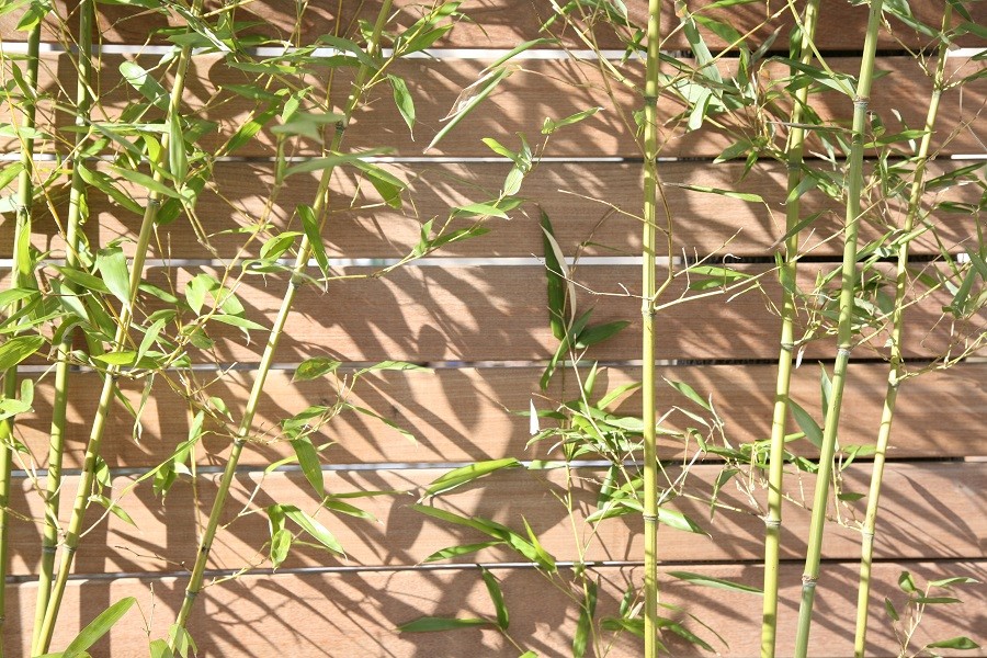 Bamboo light and shadow play