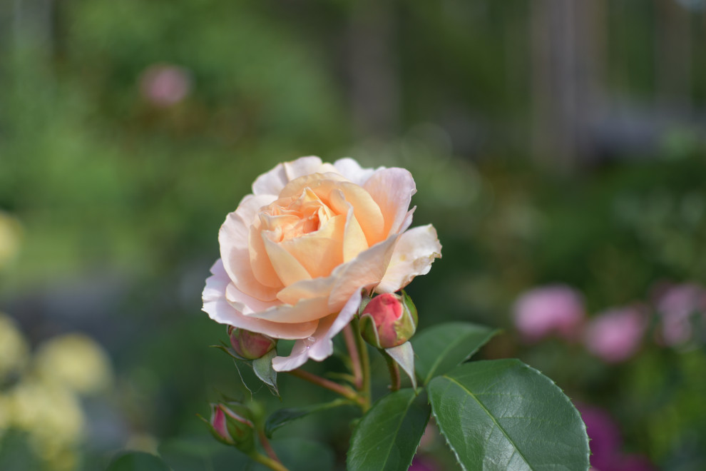 Сад в Карельском лесу