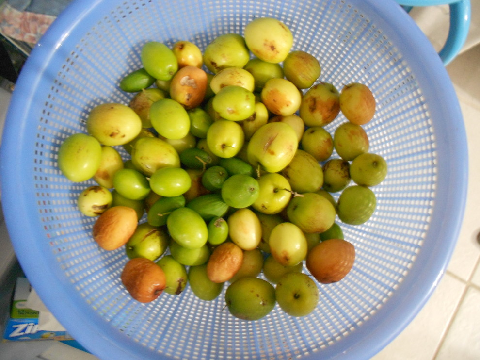 Thai Jujube harvest