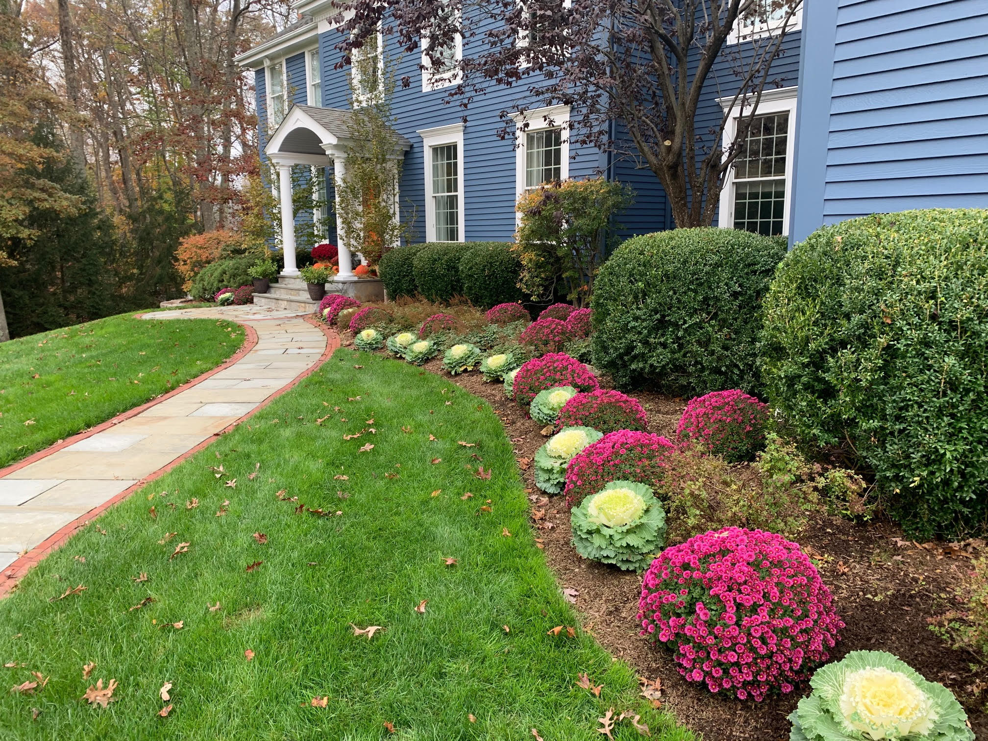 mums on landscape in pound ridge by Peter Atkins