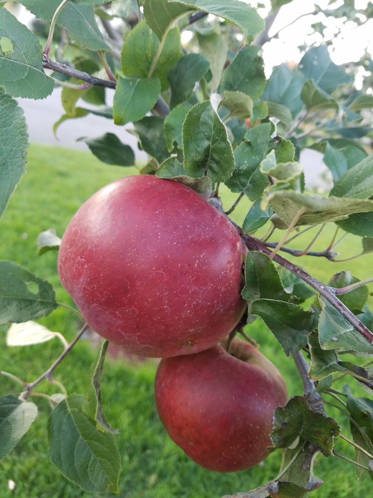 apple-trees-that-do-well-in-zone-3