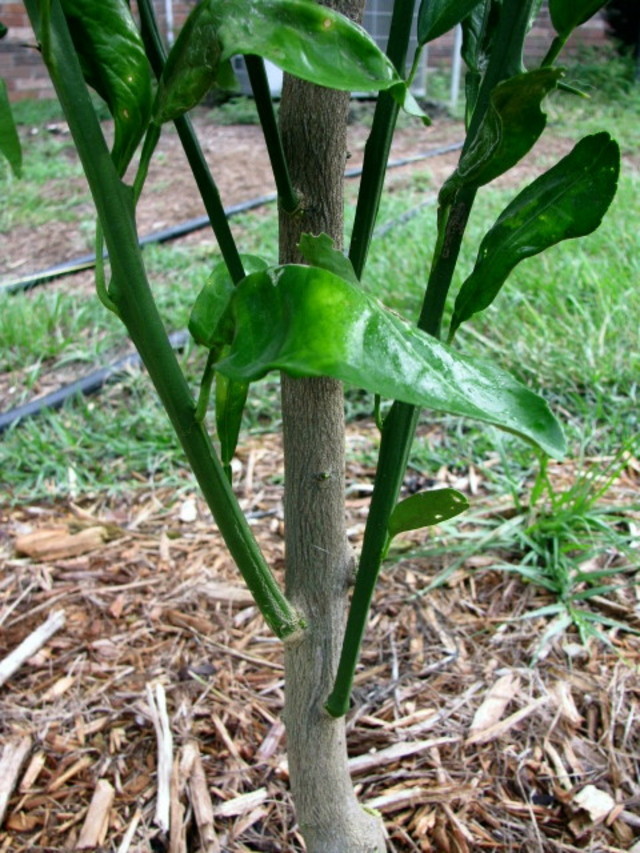 Water Sucker or Limb?