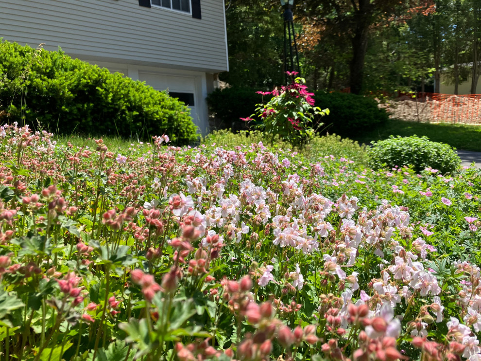 geraniums dying/wiltingwhy