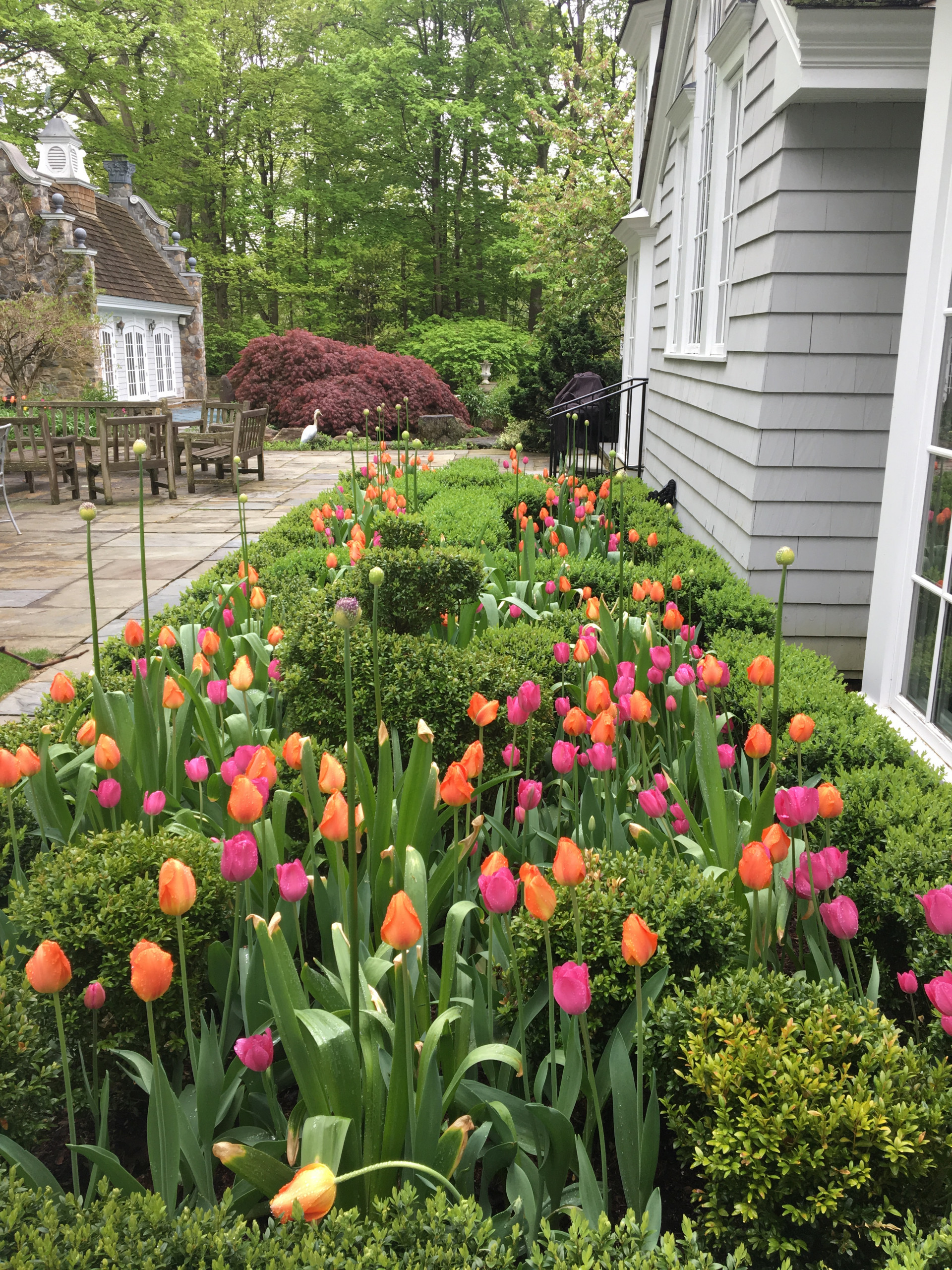 Spring Bulbs