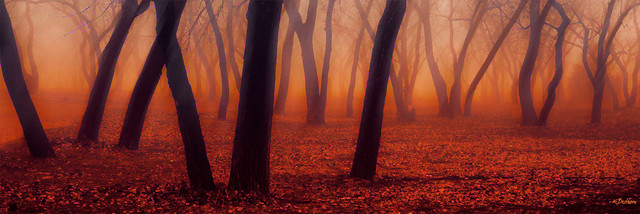 'Autumn Mist' Photograph on Metallic Canvas
