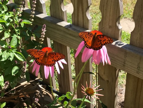 Incienso Passionflower, Passionvine - Plantas de Mariposa - Almost Eden