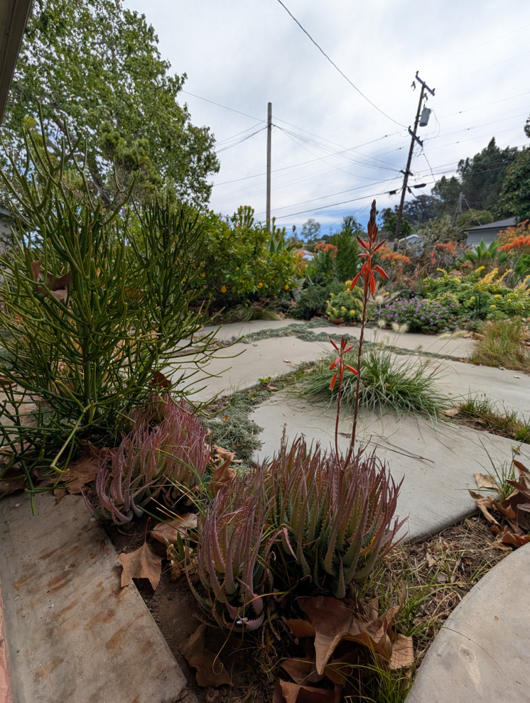 An Artist's Garden