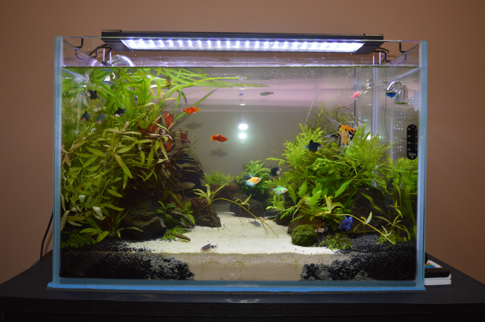 Аквариум (акваскейп) для гостиной
